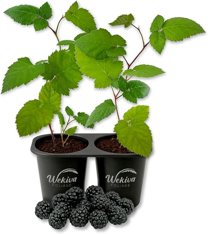 Immaculate BlackBerry Plant - 2 Live Starter Plants - Rubus - Edible Fruit Bearing Bush for Patio and Garden