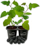 Immaculate BlackBerry Plant - 2 Live Starter Plants - Rubus - Edible Fruit Bearing Bush for Patio and Garden