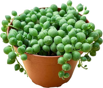 String of Pearls (4-inch), Succulents Plants Live, Succulent Plants Fully Rooted in Pots with Soil, Easy-Care House Plant for DIY, Home Office Decor, Wedding Party Favor
