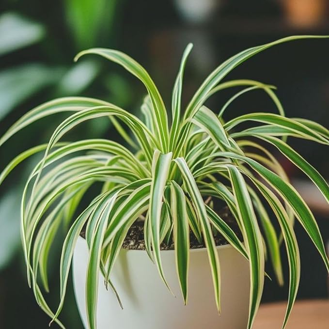Curly Spider Plants Live House Plant | 4 Inch Pot Hanging Bonnie Spider Plant | Low Maintenance, Thrives in Home & Office, Perfect for Plant Enthusiasts