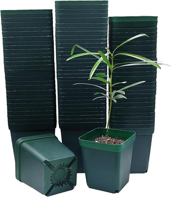 RooTrimmer Square Seedling Nursery Pots 3.15 Inches 100 Pcs for Small Succulents or Cacti Flower Plastic Pots Sturdy Reusable (Green, 3.14Inches,100Pcs)