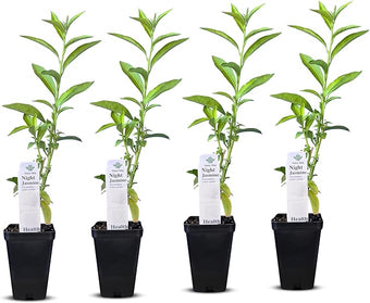 Night Blooming Jasmine Live Plant - Cestrum Nocturnum. Fragrant Flowering Shrub for Garden, Patio or Window (4 ngt.jas Cups)