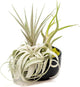 Air Plant Shop Large Assembled Air Plant Bowl Garden - Wholesale and Bulk - Succulents - Live Tillandsia - Easy Care Indoor and Outdoor House Plants (1 Xerographica and 2 Large Air Plants)