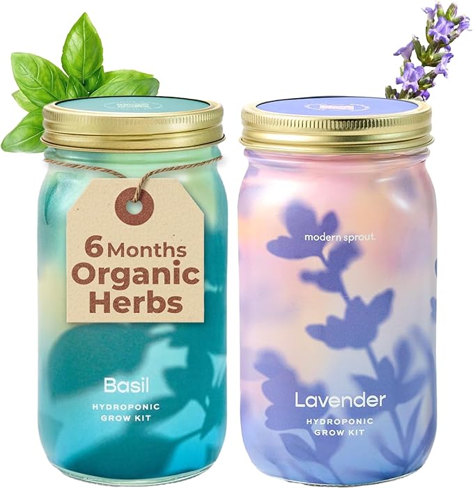 Modern Sprout New & Improved Mason Jar Grow Set, Indoor Herb Garden, Seed Starter Set, Organic Seeds, Hydroponic Growing (Basil + Lavender)