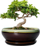 SQOWL Bonsai Pots 8 Inch - Ceramic Succulent Planters with Drainage Hole and Tray, Round Shallow Planter for Indoor Plants, Ceramic Planter Bowl Outdoor, Living Room Decor, Garden Gift, Green-Brown