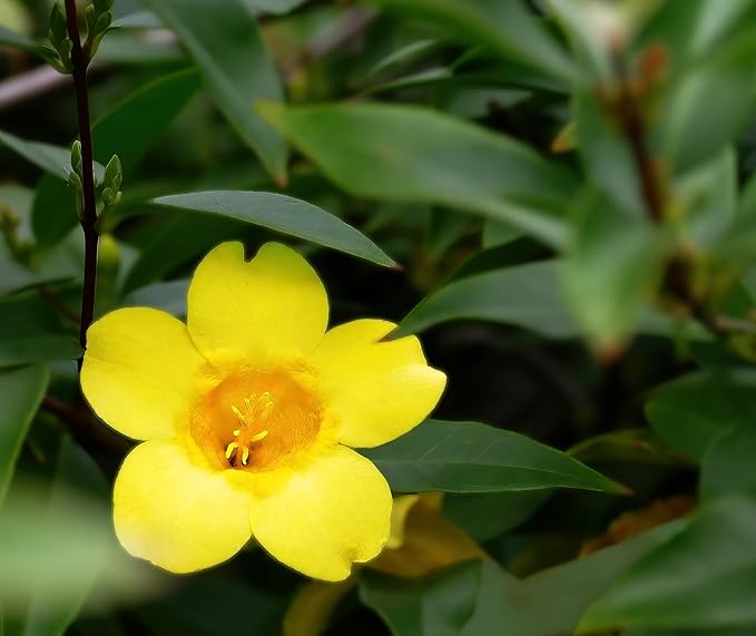 Carolina Jasmine Plant, Live Evergreen Vine, Fragrant Yellow Blooms, Fast Growing Climber for Trellis, Fences, or Arbors - Gelsemium sempervirens - 2 Cups