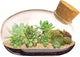 Grow Your Own Succulent Star Plant Mouse with Our Glass Terrarium Starter Kit - Fun and Easy to Grow with Complete Supplies - Plant A Mouse Garden That Will Last for Years - Great for Home Or Office