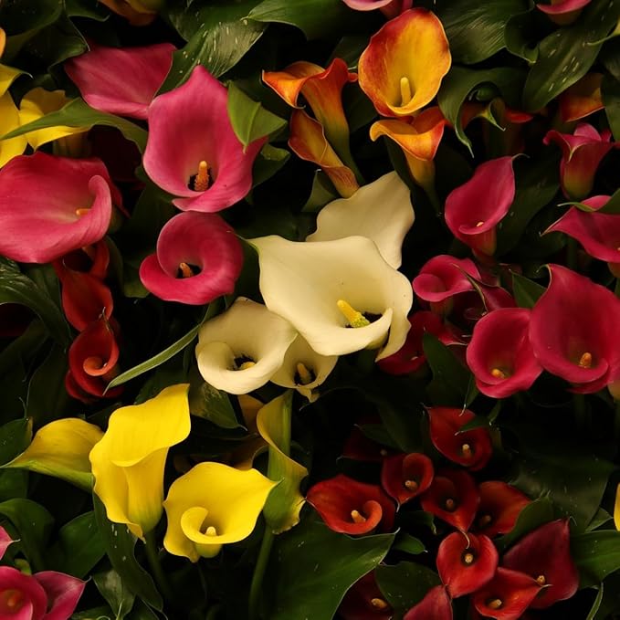 Amazing Deal - Complete Spring & Summer 100 Bulbs Blooming Flower Garden - Beautiful Flowers That Will Attract Bees, Butterflies & Hummingbirds and Other Pollinators - Easy to Grow 1000's Sold