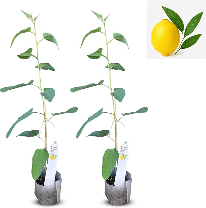 Lemon Eucalyptus (Corymbia citriodora) Live Plant - Fragrant Indoor/Outdoor Plant with Natural Insect Repellent Citronella Oil (2 eucal-Lemon sacs)