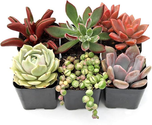 Mountain Crest Gardens Sweetheart Succulent Variety Pack - 6 Live Plants in 2 Inch Pots, Rosette, Trailing & Upright Types - Real Succulents for Indoor Display, DIY Projects, Thoughtful Gifts