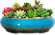 Succulent Pots - 11.5 Inch Ceramic Bonsai Pots with Drainage, Large Shallow Succulent Planters for Indoor Outdoor Plants, Round Glazed Cactus Flower Plant Container Bowl Home Desk Decor(Blue)