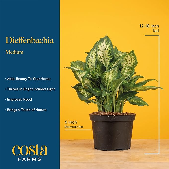 Costa Farms Dieffenbachia, Dumb Cane Live Plant in Decorative Pot, Easy to Maintain Indoor Houseplant, Perfect for Home, Room, or Office Decor, Great House Warming or Birthday Gift, 12-18 Inches Tall