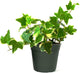 American Plant Exchange English Ivy Variegated – 4-Inch Pot – Live Easy Care Vining Houseplant, Elegant Trailing Foliage for Home, Office, or Garden Decor