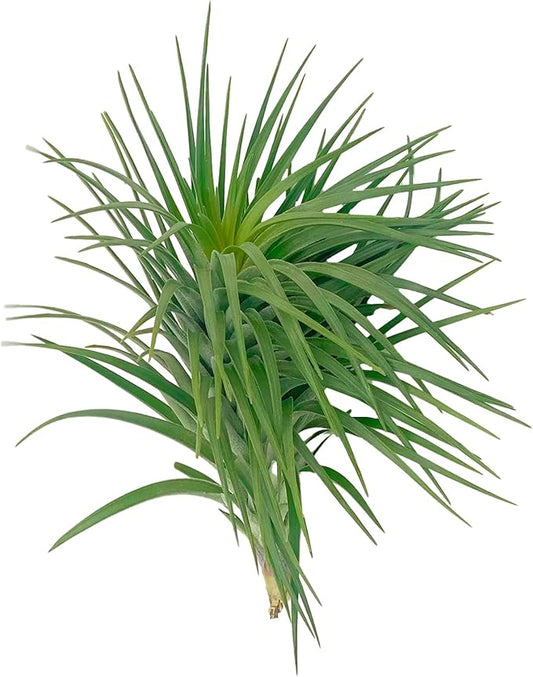 ragnaroc Air Plants - Flowering Tillandsia Pink Paske Large 5" - 1ct - Live Arrival Guaranteed - House Plants for Home Decor & Gift