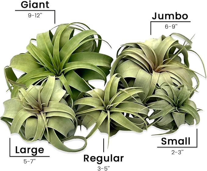 ragnaroc Air Plants - Tillandsia Xerographica, Regular 3-5” - 3ct - Live Arrival Gauranteed - House Plants for Home Decor & Gift