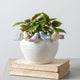 ZSHAWN Stoneware Planter with Colorful Birds on Rim, Reactive Glaze Decorative Flower Pot for Indoor Plants, Vintage Cottagecore Bird Planter, Ceramic Pot for Succulents, Tabletop Home Décor Accent