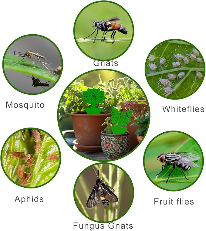 Fruit Fly Traps, 100 Pack Green Sticky Traps, Fungus Gnat Traps, Plant Fly Stickers for Indoor and Outdoor Use Protect The Plant