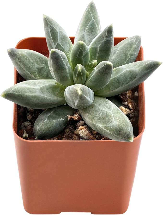 2" Rare Succulent pachyphytum compactum, Live Succulents Plants Fully Rooted in Grower Pots, Unique Gift for Wedding Favor, Party Favor