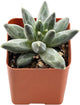 2" Rare Succulent pachyphytum compactum, Live Succulents Plants Fully Rooted in Grower Pots, Unique Gift for Wedding Favor, Party Favor