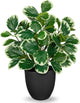 Villa Como 14.5" Artificial Plants Indoor Home Decor, Fake Potted Silk Plants for Shelves Living Room Decorative, Small Artificial Office Desk Plant in Pots, Faux Peperomia Hope Tropical House Plant