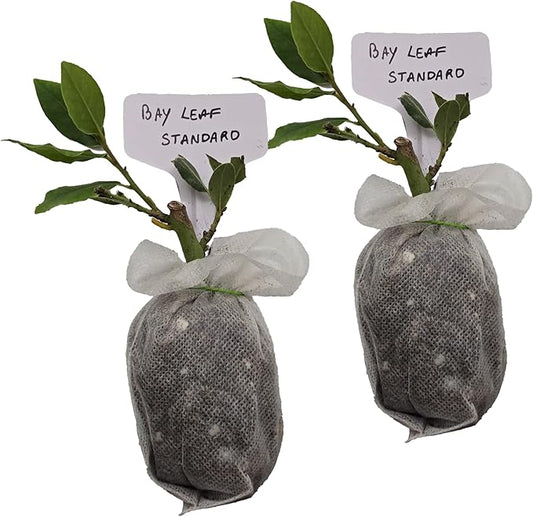 Mediterranean Bay Leaf, Bay Laurel Live Plant. Standard Variety - Laurus Nobilis. Live Plant. Fragrant, Fresh, Edible. Best for Ground Planting Outdoor. (2 Bay Laurel Plants in Sac)