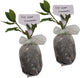 Mediterranean Bay Leaf, Bay Laurel Live Plant. Standard Variety - Laurus Nobilis. Live Plant. Fragrant, Fresh, Edible. Best for Ground Planting Outdoor. (2 Bay Laurel Plants in Sac)
