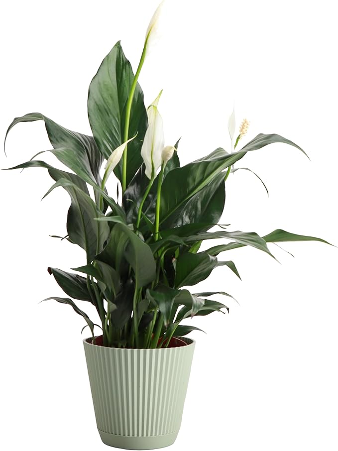 Thorsen's Greenhouse Live Peace Lily Plant, Spathyphylum, Low Light, Natural Air Purifier Live Indoor Plant, 4-6" Diameter Pot (Sage, 4-inch Pot)