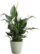 Thorsen's Greenhouse Live Peace Lily Plant, Spathyphylum, Low Light, Natural Air Purifier Live Indoor Plant, 4-6" Diameter Pot (Sage, 4-inch Pot)