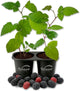 Prime Ark Freedom BlackBerry Plant - 2 Live Starter Plants - Rubus - Edible Fruit Bearing Bush for Patio and Garden