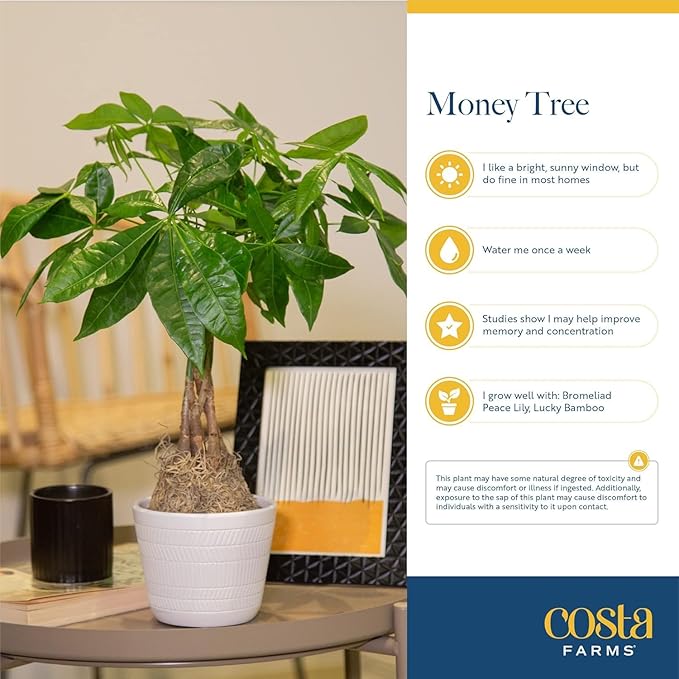 Costa Farms Money Tree Live Plant in Decorative Pot, Easy to Maintain, Air Purifying Braided Indoor Houseplant, Home, Room, or Office Decor, House Warming or Birthday Gift, 12-16 Inches Tall
