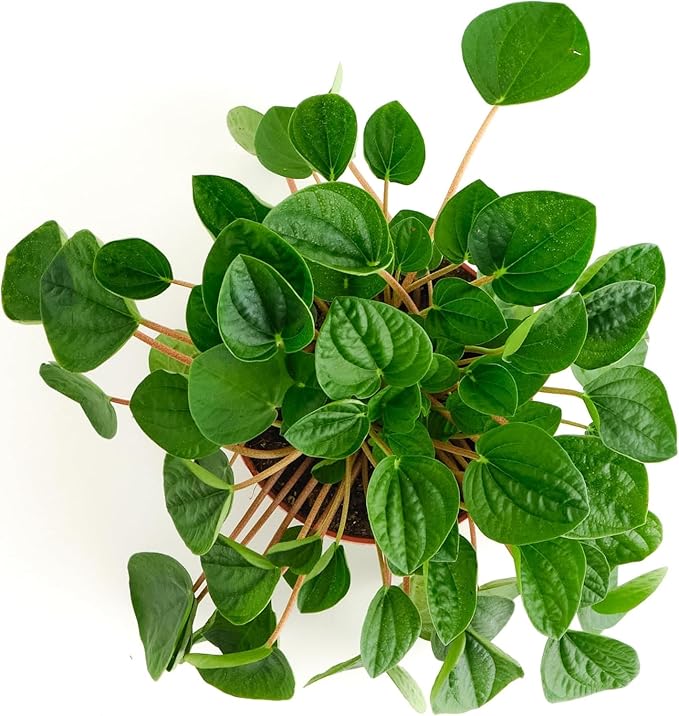 Shop Succulents Peperomia Rana Verde, Live Indoor Plant, Low Maintenance Compact Houseplant with Vibrant Green Leaves, Ideal for Home Decor, Office, and Room Enhancement, 6 Inch Nursery Pot