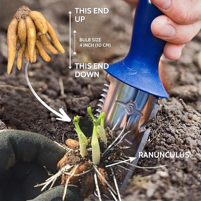 Mix Ranunculus Flowers Bulbs for Spring Planting, Perennial Flower Bulbs, Early Spring Flower to Plant Outside, Colorful Blooms Groundcover Bulbs, Top Size