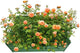 4x4x1ft Metal Raised Garden Bed Kit，Galvanized Garden Bed Box for Vegetables, Flowers, Herbs, and Succulents,120 Gallon Capacity - Green