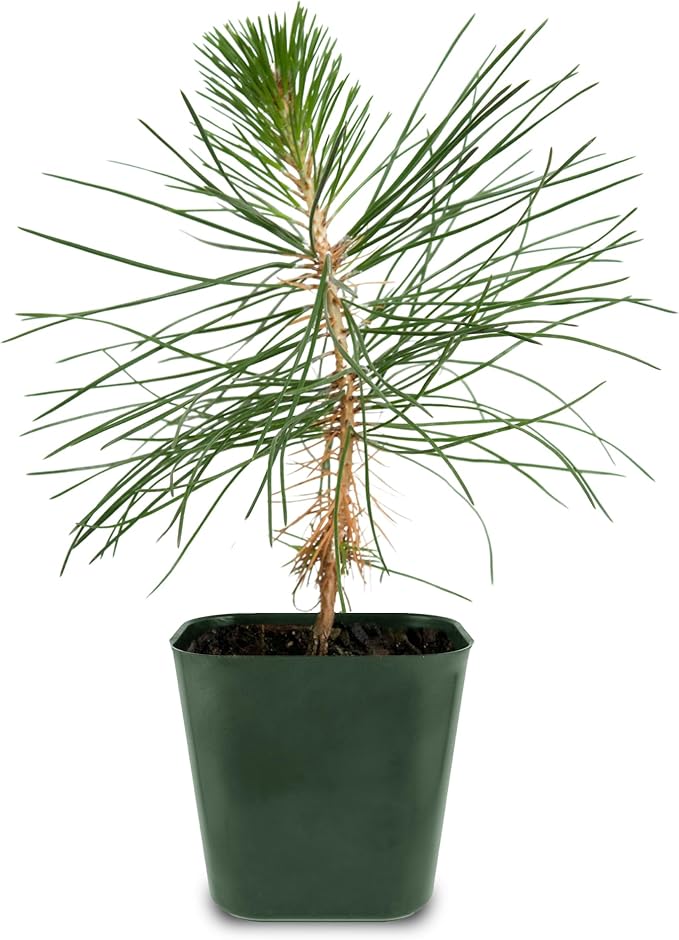 Generic Mini Bonsai Tree Japanese Black Pine Starter Plant Pinus Thunbergii Live Tree Japanese Pine Zen Garden House Plant Indoor Tree Outdoor Plant, green