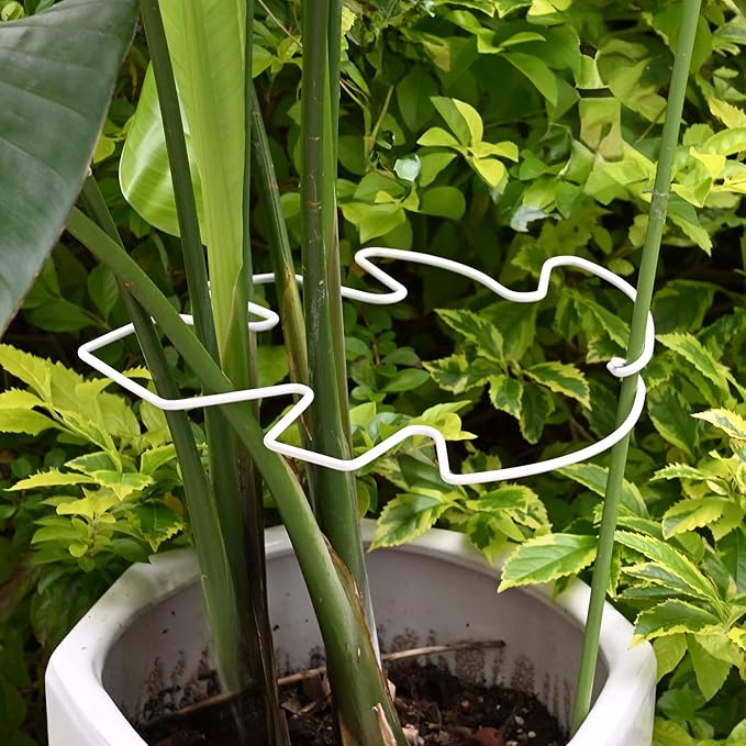 5PCS Monstera Plant Stem Support White 9 * 7.6in - Durable Stake Holder for Indoor Climbing Plants, Adjustable Installation Ideal for Fishbone Cactus and Plant Enthusiasts