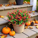 BCBLF Artificial Flowers for Outdoors, 12 Bundles UV Resistant Realistic Faux Plants for Outside Porch Planter, Spring Summer Home Garden Decoration, Red