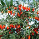 2 Red Goji Berry Trees Live Bareroot 8 to 12 Inc Height for Planting Ornaments Perennial Garden Simple to Grow Pots, Sweet Berry Fruits