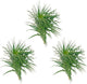 ragnaroc Air Plants - Flowering Tillandsia Pink Paske Large 5" - 3ct - Live Arrival Guaranteed - House Plants for Home Decor & Gift