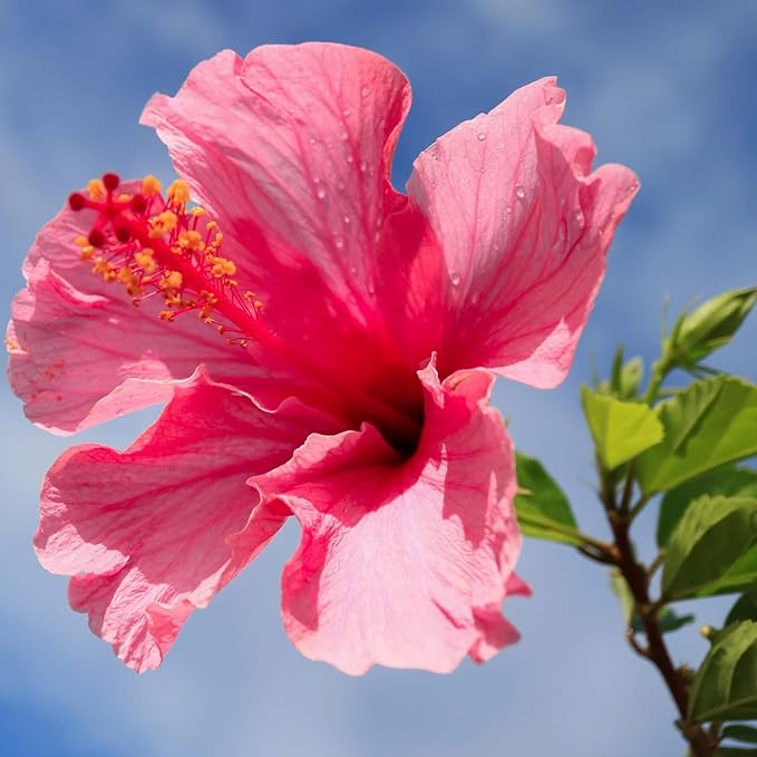 Pink Hibiscus. rosa-sinensis. Live Plant - Tropical Blooming Hibiscus, Pretty Flowers, Used in Tea and Juice (2 Pink Hibiscus Cups)
