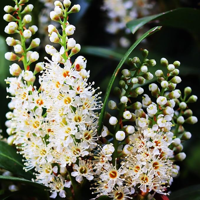Mediterranean Bay Leaf, Bay Laurel Live Plant. Standard Variety - Laurus Nobilis. Live Plant. Fragrant, Fresh, Edible. Best for Ground Planting Outdoor. (2 Bay Laurel Plants in Sac)