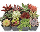 Mountain Crest Gardens Sweetheart Succulent Variety Pack - 12 Live Plants in 2 Inch Pots, Rosette, Trailing & Upright Types - Real Succulents for Indoor Display, DIY Projects, Thoughtful Gifts