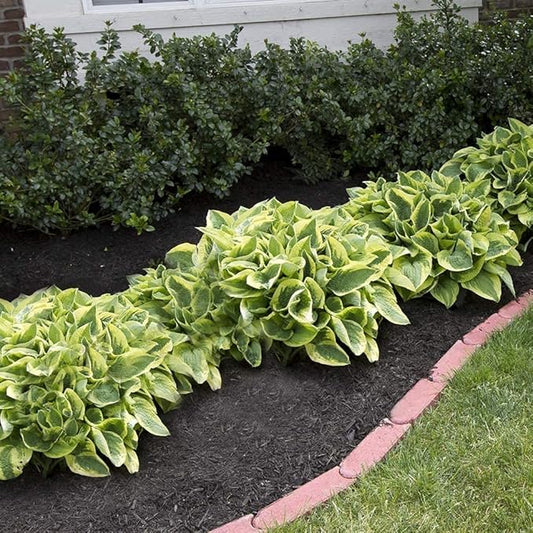 Amazing Deal - 24 Hosta Bare Roots Plants w/Planting Shovel - Mixed Heart-Shaped, Rich Green Foliage, Attracts Butterflies, Hummingbirds & Pollinators, Low Maintenance & Extremely Hardy - Zones 3–9