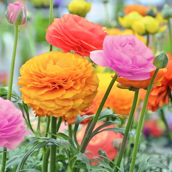 Amazing Deal - Complete Spring & Summer 100 Bulbs Blooming Flower Garden - Beautiful Flowers That Will Attract Bees, Butterflies & Hummingbirds and Other Pollinators - Easy to Grow 1000's Sold