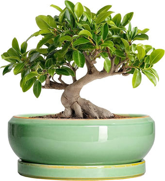 EPFamily 10 Inch Bonsai Tree Pots - Ceramic Succulent Pots with Drainage Hole and Tray, Shallow Planter for Indoor Outdoor Plants, Round Planters, House Decor, Gifts for Plant Lovers, Light Green