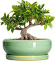 EPFamily 10 Inch Bonsai Tree Pots - Ceramic Succulent Pots with Drainage Hole and Tray, Shallow Planter for Indoor Outdoor Plants, Round Planters, House Decor, Gifts for Plant Lovers, Light Green