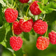 200+ Seed Red Raspberry Fruit Seeds for Planting Outdoor-Sweet Berry Seeds Non GMO Heirloom Rare Fruit Plant in Home Garden