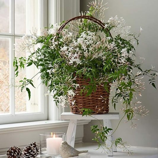 Night Blooming Jasmine Live Plant - Cestrum Nocturnum. Fragrant Flowering Shrub for Garden, Patio or Window (2 ngt.jas Cups)