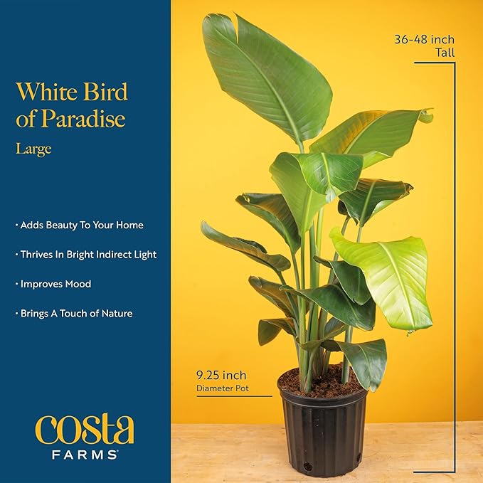 Costa Farms White Bird of Paradise Plant (2-Pack), Live Indoor Plants Houseplants in Indoors Planter Pots, Soil, Housewarming Gift, Living Room, Office, and Home Decor, 2-3 Feet Tall