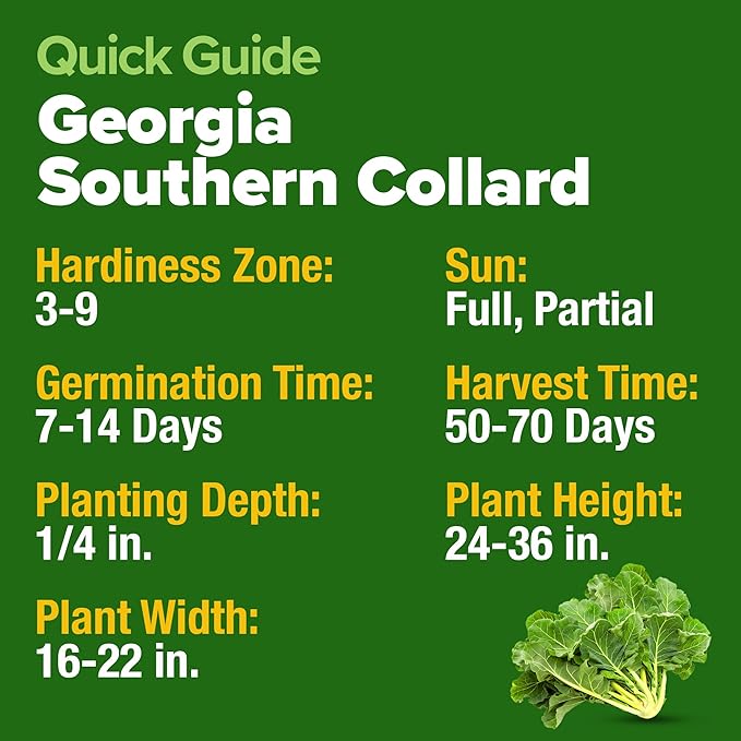 HOME GROWN Georgia Southern Collard Green Seeds – Bulk 2 Pack (600 High-Germination Non-GMO Heirloom Seeds) – for Planting in Vegetable Gardens (Brassica oleracea).