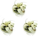 ragnaroc Air Plants - Tillandsia Xerographica, Small 2-3” - 3ct - Live Arrival Gauranteed - House Plants for Home Decor & Gift
